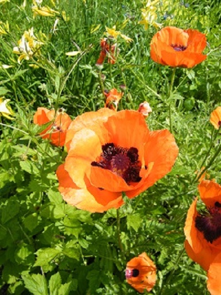 Orientalischer Mohn m